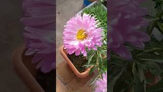 #unbelievable#my single plant#big size aster#shorts#