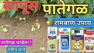 कापूस पातेगळ उपाय| कापूस पाते गळ| Kapus Pategal Upay | #kapus |#pategal