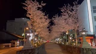 鎌倉　さくら　夜桜　鶴岡八幡宮　段葛　令和四年四月六日