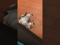 【今日のaibo】「サイコロどうぞ！」その時……？！