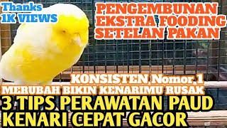 3 TIPS KENARI PAUD BIAR CEPAT GACOR‼️TUTORIAL CARA MERAWAT BURUNG KENARI