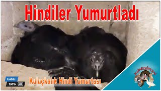 Hindiler Yumurtaya Başladı - Kuluçkalık Hindi Yumurtası - Hindi yetiştiriciliği