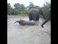 A splish-splashing baby elephant: Khanyisa and her herd go swimming💦