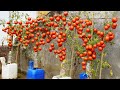 Cultiver des tomates n'a jamais été aussi simple et produit beaucoup de fruits délicieux