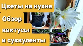 ЦВЕТЫ НА КУХНЕ / ОБЗОР / КАКТУСЫ И СУККУЛЕНТЫ