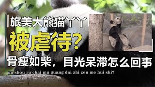 旅美大熊猫被虐待？丫丫55秒磕29个头，目光呆滞瘦骨嶙峋