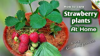 বাড়িতে স্ট্রবেরি কিভাবে করা যায় | How to Grow Strawberry Plant at Home | Naturefarm