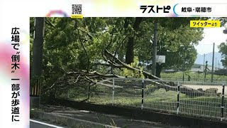 原因は不明…公園の広場で高さ5m程のケヤキの木が根元から歩道側に倒れる フェンス破損もケガ人なし