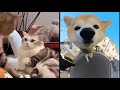 Best Animal Voiceover Compilation Ep. 3