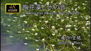 【癒しの空間 ASMR】兵庫県　神河町の梅花藻　環境音 せせらぎ　水の音 | 睡眠 瞑想 勉強 作業用 BGM | リラックス ヒーリング 自然音 Nature Sounds