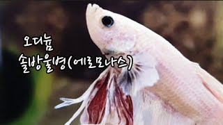 베타 오디늄,에로모나스(솔방울병) 어떻게 치료하나요..멜라픽스 사용법은 설명란 참고..