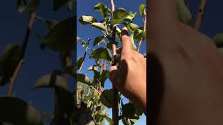 How you can stimulate a pear tree to produce heavily in one season