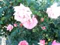 paris de yves saint laurent hybrid tea rose.mov