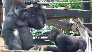 ('19/6/2)父ちゃんもっと遊んでよ‼︎〜I want to play more⭐️ゴリラ【京都市動物園】father gorilla and son