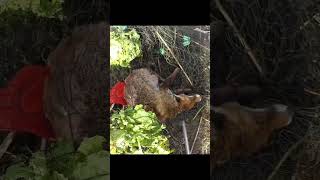 The Wildlife Aid Foundation rescuing a fox with Raptor Rescue shears 🦊