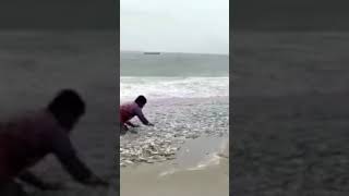 Michaung cyclone fish at RK beach vizag