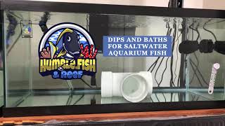 Dips and Baths for treating saltwater aquarium fish