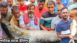 দাম কমলো ইলিশের পানির দামে ইলিশ বিক্রি হচ্ছে। সস্তায় ইলিশ বিক্রি হচ্ছে। কম দামে ইলিশ | Padma river