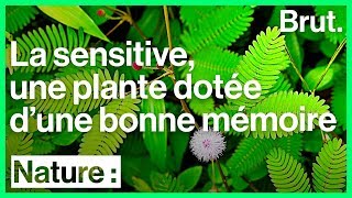 Les capacités surprenantes du mimosa pudique