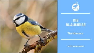 Vogelstimmen: Die Blaumeise