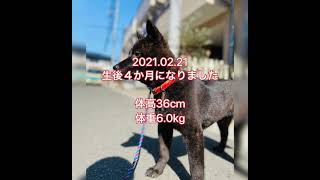 【甲斐犬】巨摩狼系直系 心花、生後４か月