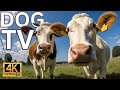 Videos for Dogs (Dog TV - Cows Mooing and Grazing in a field for Boredom) - Prevents Anxiety