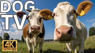 Videos for Dogs (Dog TV - Cows Mooing and Grazing in a field for Boredom) - Prevents Anxiety