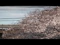 2021年３月２６日（金）今日の特急「あずさ３７号」37m e353系（s115編成） 松本行【桜】