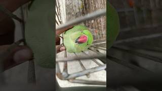 Mithu #trending #tota #birds #cute #parrrot