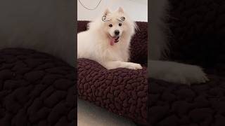 変な眉毛で遊ばれてるのに、ずっとサモエドスマイルで嬉しそう #サモエド #samoyed