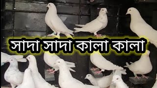 মিরপুর শহীদ স্মৃতি পিজন লফটের জনাব আমজাদ ভাইয়ের বাসায় কিছু সময়🥰