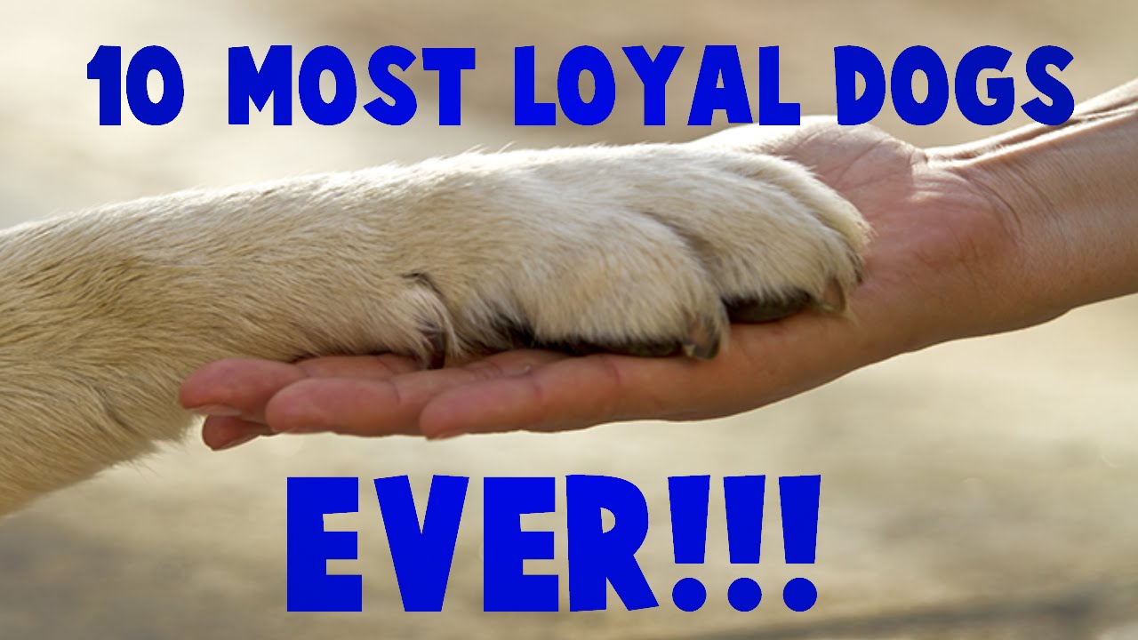 Why Dogs Are Very Loyal