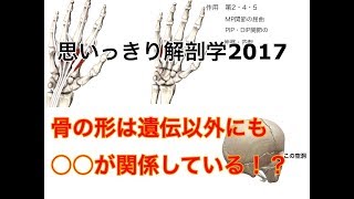 【骨の形状の不思議について】思いっきり解剖学セミナー2017(動画)ダイジェスト版5