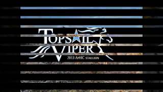 Topsail Viper Promo - Appaloosa stallion for breed