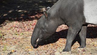 【東山動植物園公式】マレーバク ヒサの鳴き声：結構大きめ　《 マレーバク  バク 》