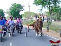 எரிச்சி பந்தயம் அம்சு பாய் jallikattu horse edit bull tamil recklarace horseriding trichy