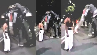 பாகனுடன் பேசும் கோவில் யானை Talking Srirangam Temple Elephant || Viral Video