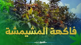 خيرات بــــلادي | أســــرار فاكهة المشيمشة