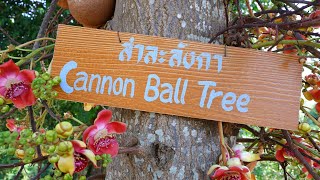 สาละลังกา (Cannon Ball Trees)