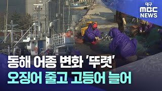 동해 어종 변화 '뚜렷'..오징어 줄고 고등어 늘어 | 대구MBC뉴스