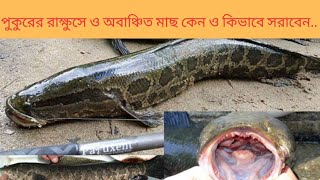 পুকুরে রাক্ষুসে ও অবাঞ্ছিত মাছ কেন, কিভাবে অপসারণ করবেন?brutish fish \u0026 unexpected fish remove method