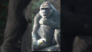 白菜大好きなコモモ🦍  【上野動物園】  ゴリラ