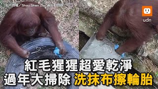 紅毛猩猩超愛乾淨 過年大掃除 洗抹布擦輪胎｜動物｜工讀生｜壽山動物園｜潔癖｜