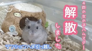 こどもハムスターのメスが解散しマンションへ引っ越し！【ジャンガリアン】