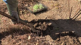 ハナビシソウ　やせ地で育つ　ワイルドだな、（冬〜春）