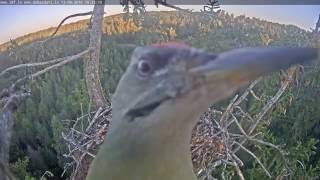 2016/09/12 19h32m juras erglis a Green woodpecker knocks on the camera lens