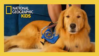 Is Your Dog a Genius? Full Episode | Super Service Dogs 🦸🐶 | @natgeokids