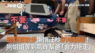 牧羊犬不想散步！懶惰趴地裝睡 家人氣炸 合力把狗拖走｜寵物