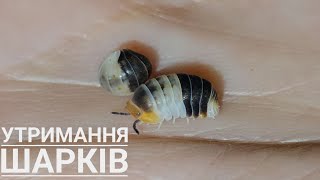 УТРИМАННЯ екзотичних МОКРИЦЬ виду Cubaris sp white Sharks (кубаріс сп вайт шаркс)