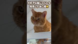 イケメン保護猫と遊んでいたらちょっとしたハプニングが... #Shorts